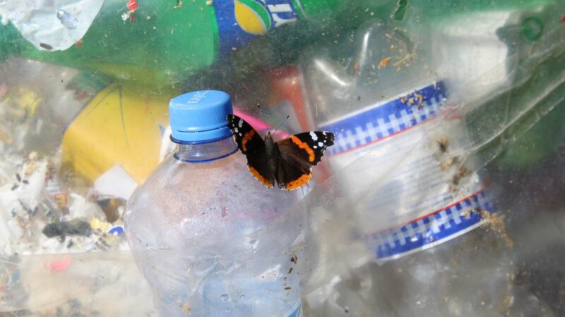 Sommerfugl på plastflasker